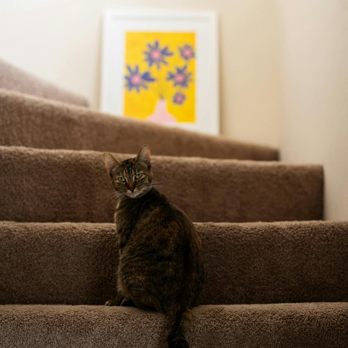 Pet-friendly Kindred home with comprehensive host protection, professional cleaning, and concierge support. A cat comfortably sits on the carpeted stairs, highlighting the safe, well-maintained environment Kindred offers for both pets and owners during home swaps.