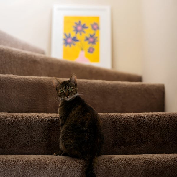 Pet-friendly Kindred home with comprehensive host protection, professional cleaning, and concierge support. A cat comfortably sits on the carpeted stairs, highlighting the safe, well-maintained environment Kindred offers for both pets and owners during home swaps.