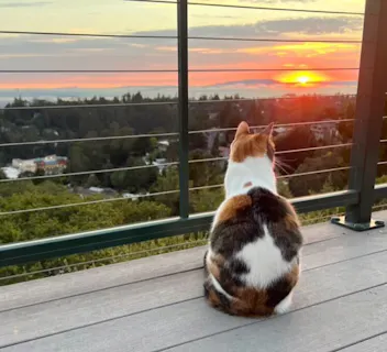 Serene sunset view from a pet-friendly Kindred home swap, with a cat peacefully watching the horizon. Experience the tranquility of home swapping where pets are welcome to enjoy the adventure alongside you.
