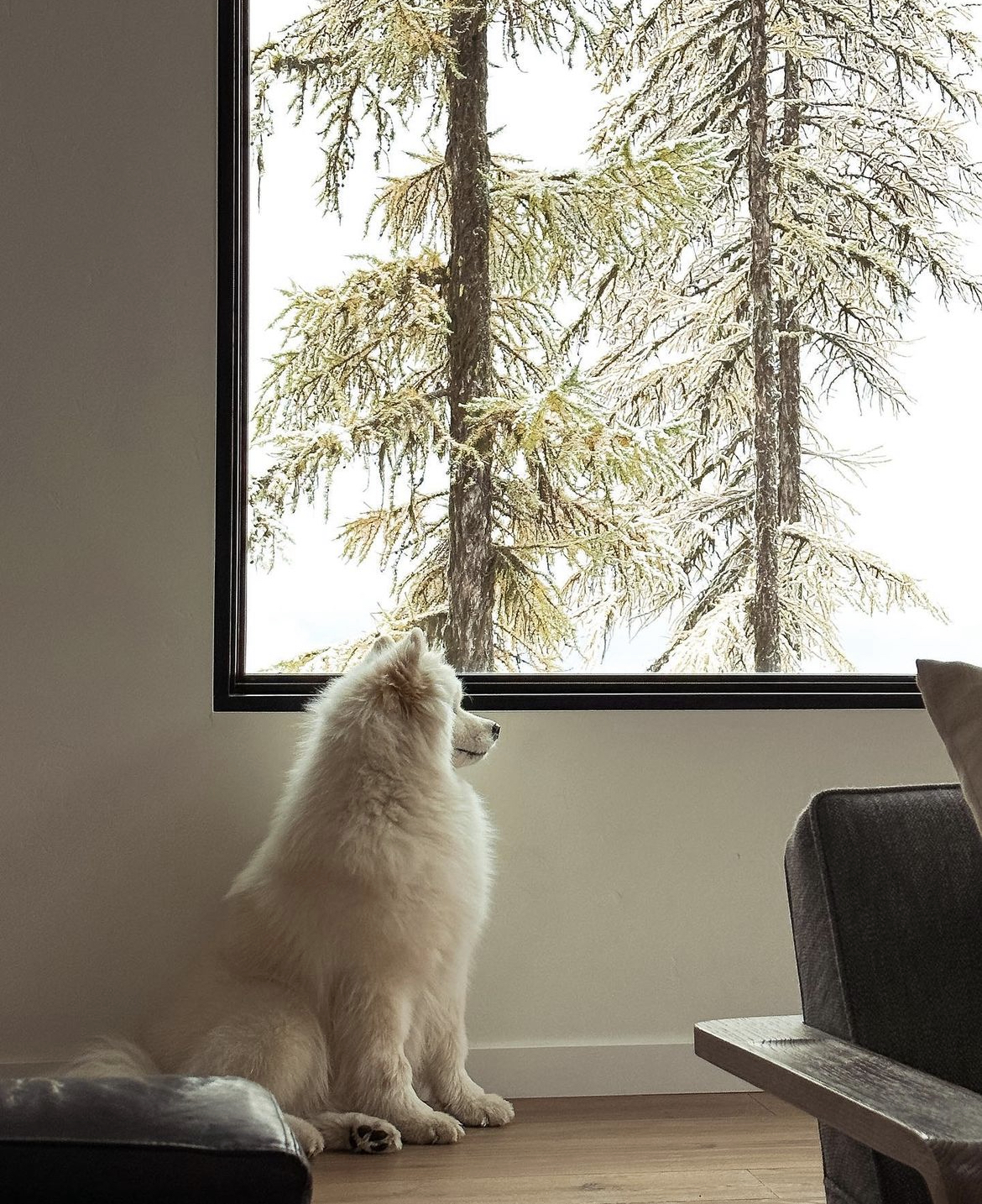 Chien blanc au pelage touffu regardant les arbres enneigés par une grande fenêtre, mettant en avant les séjours acceptant les animaux de compagnie grâce aux échanges de domicile Kindred.