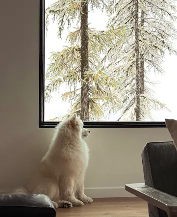 Fluffy white dog gazing out at snowy trees through a large window, highlighting pet-friendly stays through Kindred home swapping.