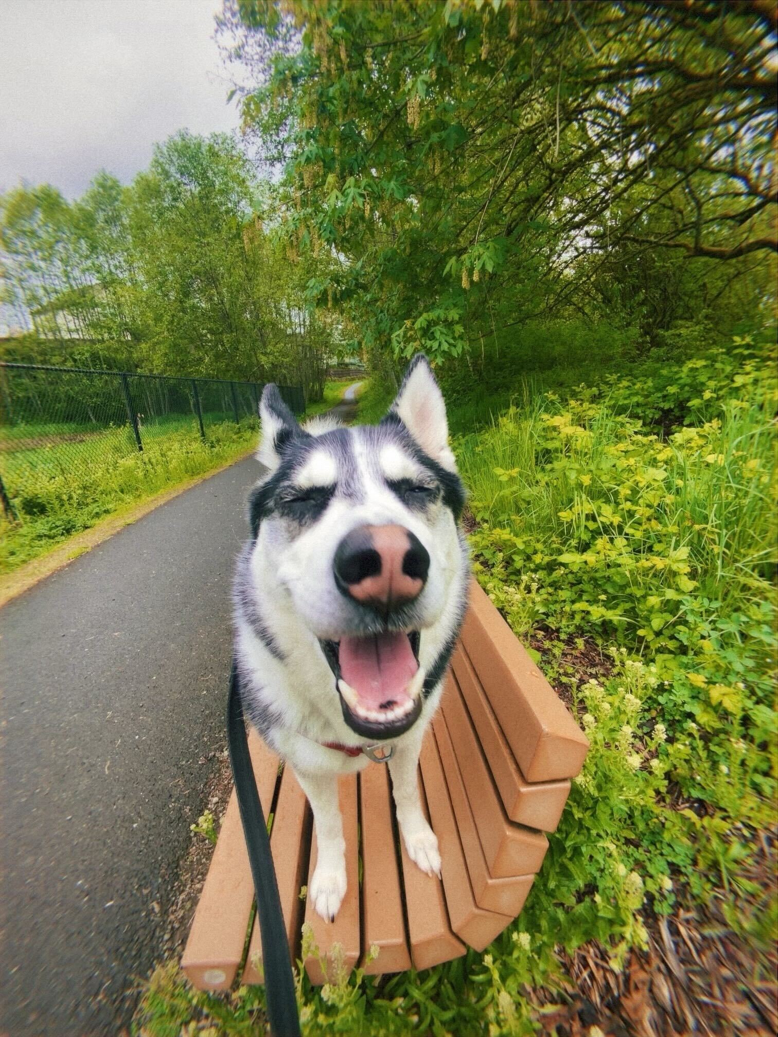 Joyful husky smiling on a park bench during a nature walk, highlighting the pet-friendly outdoor experiences available through Kindred. Ideal for those looking for homes near parks and trails, where pets can enjoy the outdoors, and owners can find pet-friendly paths and play areas.