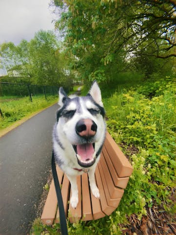 Joyful husky smiling on a park bench during a nature walk, highlighting the pet-friendly outdoor experiences available through Kindred. Ideal for those looking for homes near parks and trails, where pets can enjoy the outdoors, and owners can find pet-friendly paths and play areas.