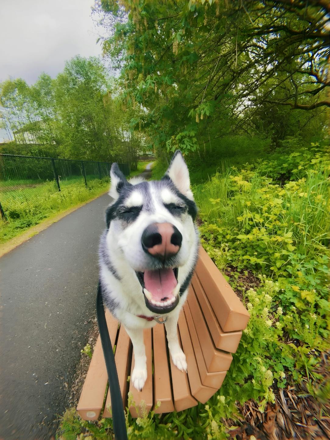 Joyful husky smiling on a park bench during a nature walk, highlighting the pet-friendly outdoor experiences available through Kindred. Ideal for those looking for homes near parks and trails, where pets can enjoy the outdoors, and owners can find pet-friendly paths and play areas.