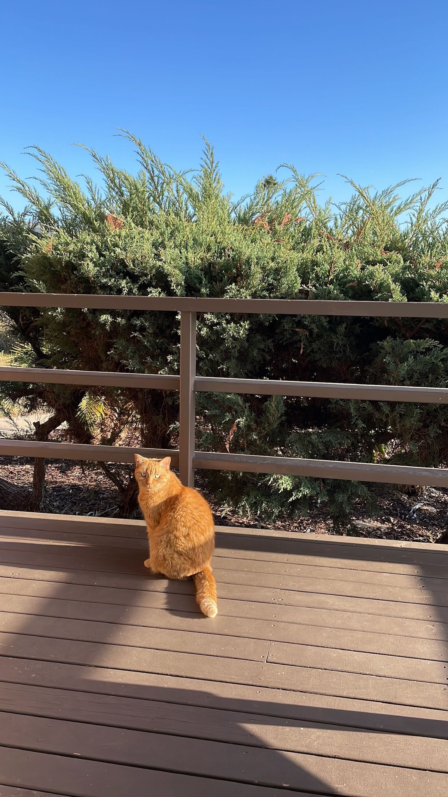 Content orange cat lounging on a sun-soaked deck in a Kindred home swap, emphasizing the availability of secure, outdoor spaces perfect for pet parents. A great choice for those who want their pets to have access to the outdoors, without compromising on indoor cleanliness and allergy-conscious living.