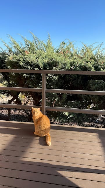 Content orange cat lounging on a sun-soaked deck in a Kindred home swap, emphasizing the availability of secure, outdoor spaces perfect for pet parents. A great choice for those who want their pets to have access to the outdoors, without compromising on indoor cleanliness and allergy-conscious living.
