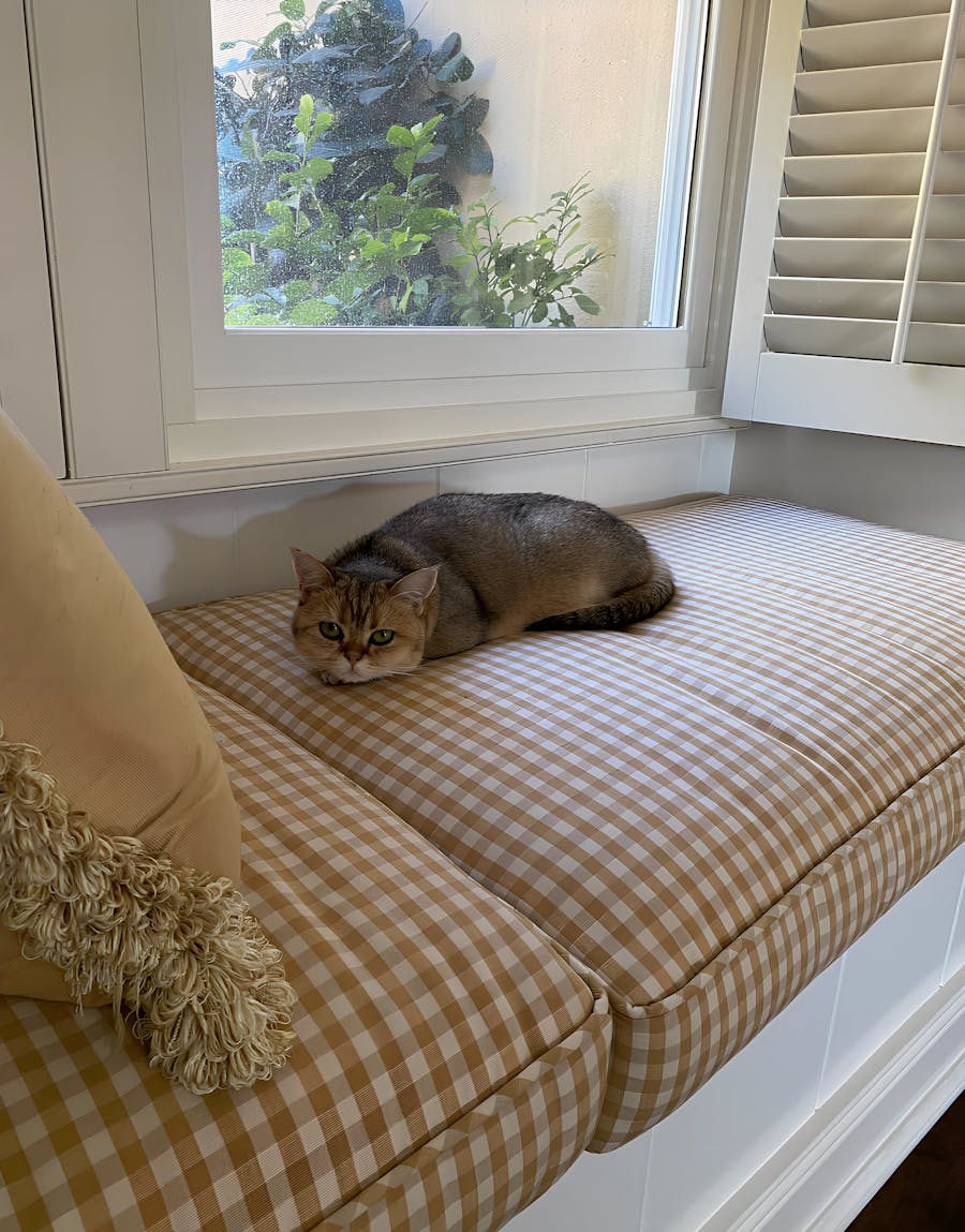 Catsitting for the week