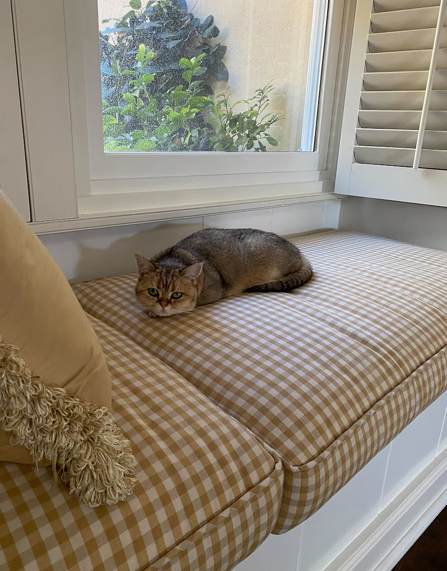 Catsitting for the week